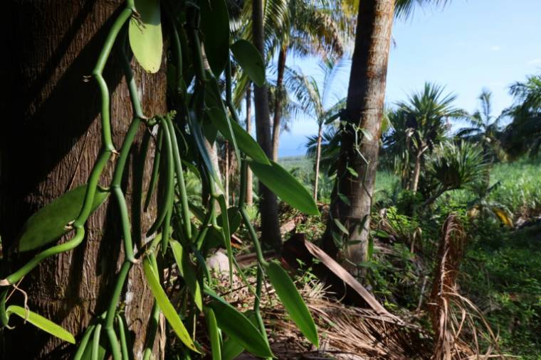 Des plants de vanille dans la propriété de Louis Leichnig à Saint-Philippe, sur l'île de la Réunion, le 26 avril 2024 ( AFP / Richard BOUHET )