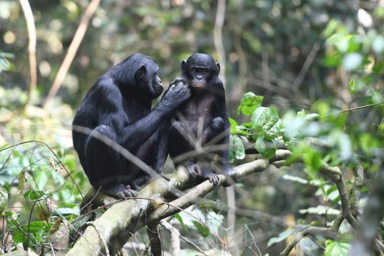 Deux bonobos en République Démocratique du Congo en mai 2019  ( Max Planck Institute for Evolutionary Anthropology / Martin Surbeck )
