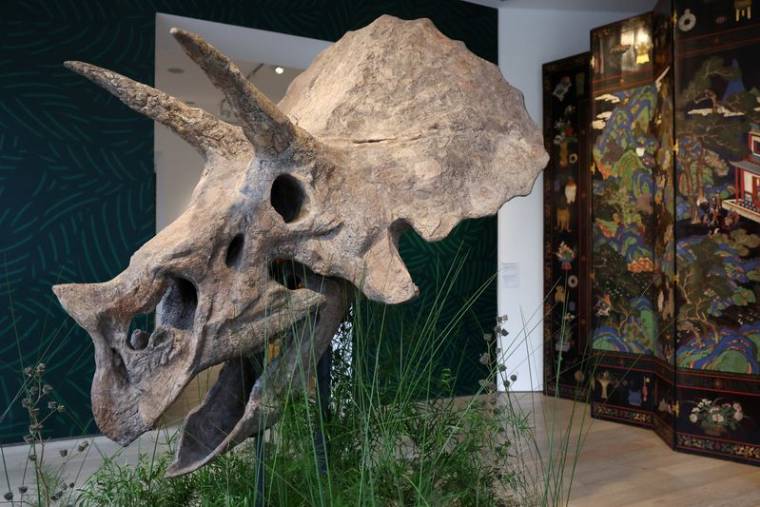 Le crâne de Triceratops, baptisé "Baby Jane", exposé à Paris