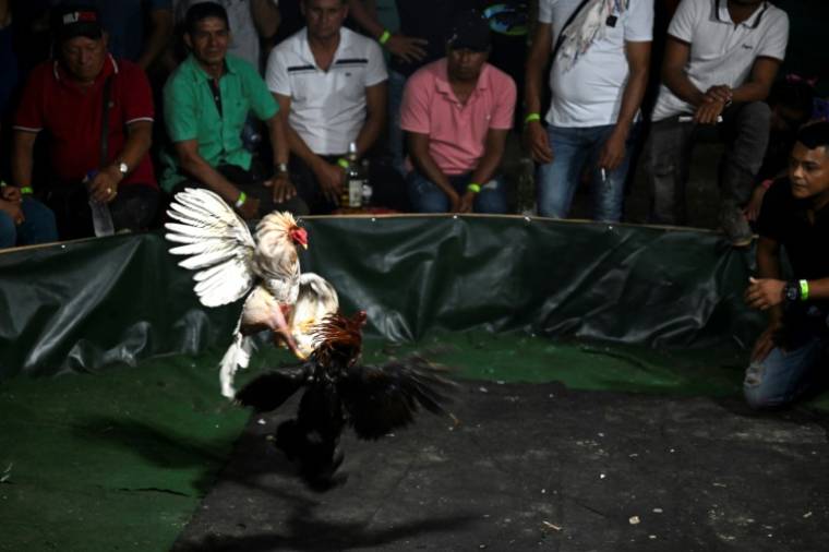 Des personnes assistent à un combat de coqs pendant le carnaval dans le village de San Juan de Micay, dans le canyon de Micay, le 23 mars 2024 en Colombie ( AFP / Raul ARBOLEDA )