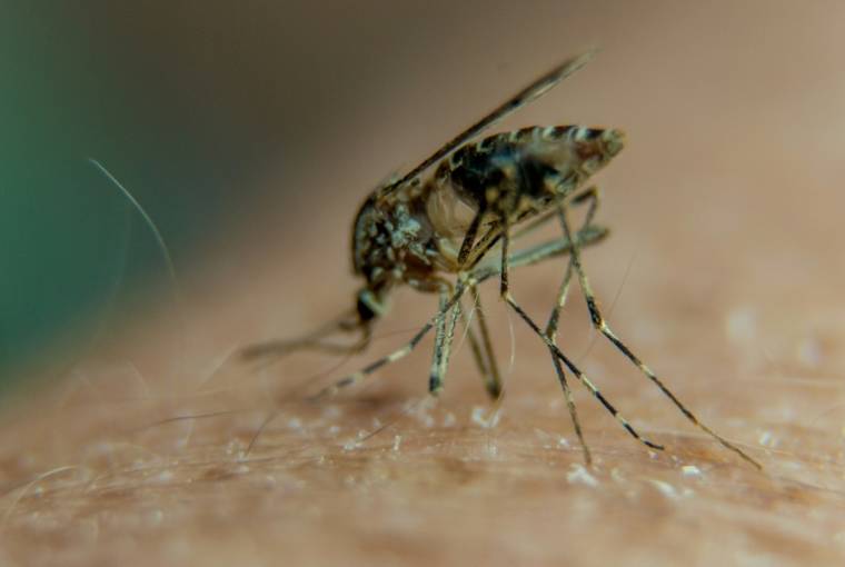 Maladies liées aux moustiques, classique "étrange"actuellement capable de transmission par une espèce de moustique tempéré en France (AFP/PHILIPPE HUGUEN)