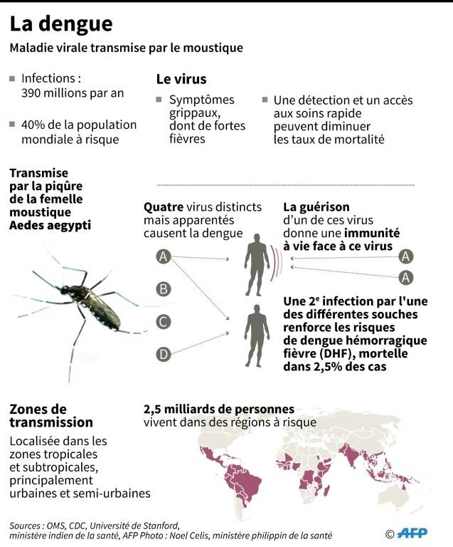 Fiche sur la dengue, maladie virale transmise par le moustique ( AFP / Gal ROMA )