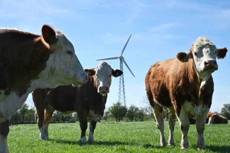 Un élevage bovin à Hjolderup, au Danemark, le 8 mai 2023 ( AFP / Sergei GAPON )