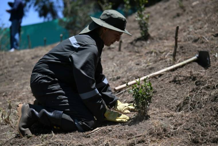 L'ancien major Gustavo Soto plante un arbre à Usme, au sud de Bogota, le 16 avril 2024 en Colombie ( AFP / Raul ARBOLEDA )