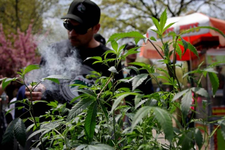 Un plant de cannabis est exhibé lors d'une célébration au Washington Square Park à New York City le 20 avril 2024 ( AFP / Leonardo Munoz )