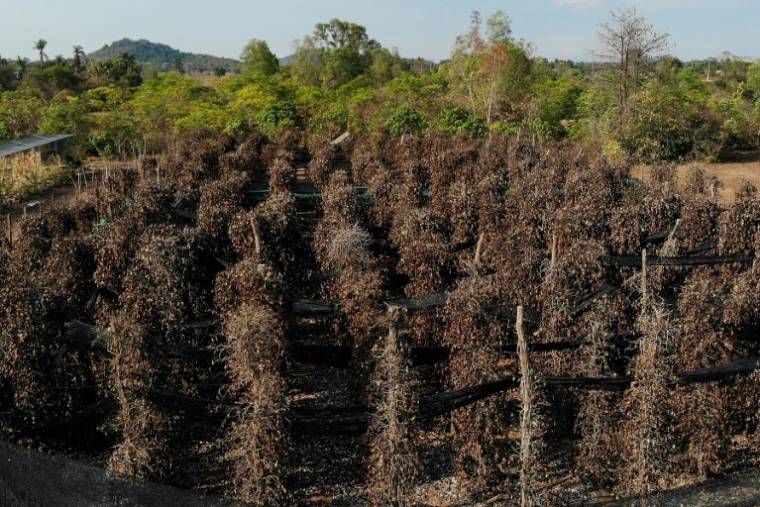 Vue aérienne d'une plantation de poivre ravagée par la sécheresse, le 8 mai 2024 dans la région de Kampot, dans le sud du pays  ( AFP / Suy SE )