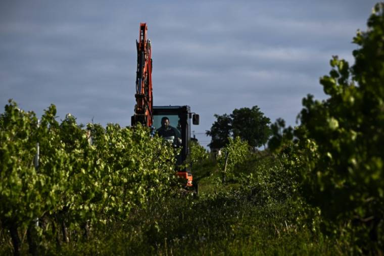Une pince mécanique déracine des vignes, le 18 avril 2024 à Saint-Martin-de-Sescas, en Gironde ( AFP / Philippe LOPEZ )