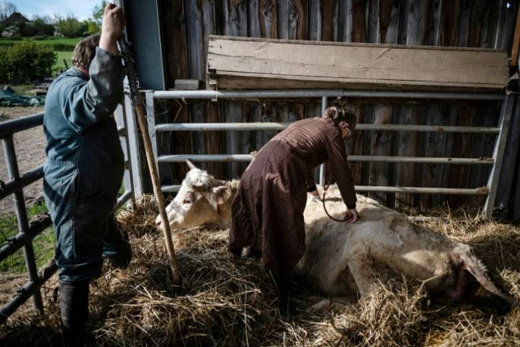La vétérinaire Marina Abbadie (d) ausculte une vache prête à vêler dans une ferme près de Cussy-les-Forges, le 11 avril 2024 dans l'Yonne ( AFP / ARNAUD FINISTRE )
