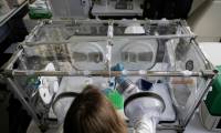 Une biologiste prépare des échantillons d'agents pathogènes dans un système de filtration de l'air à la Cellule d'intervention biologique d'urgence (CIBU) de l'Institut Pasteur, le 23 avril 2024 à Paris ( AFP / ALAIN JOCARD )