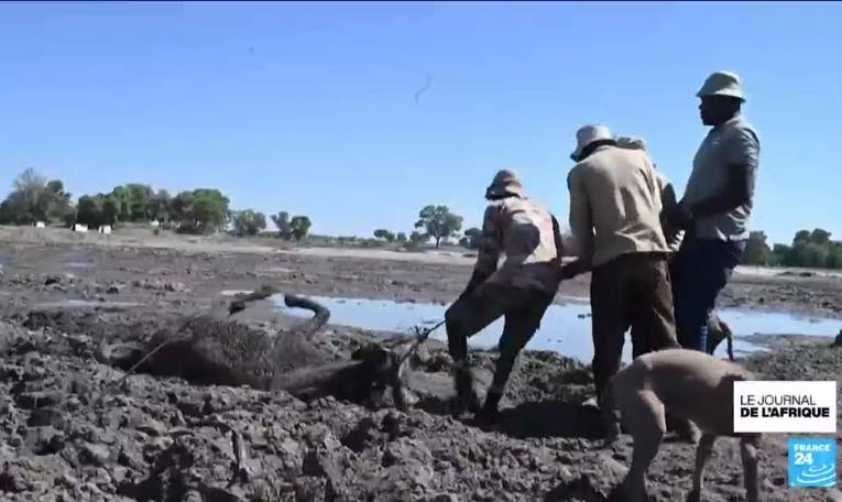 Climat : la sécheresse menace les hippopotames au Botswana