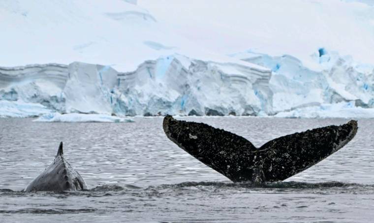 Des baleines à bosse dans les eaux du détroit de Gerlache, en Antarctique, le 24 janvier 2024 ( AFP / JUAN BARRETO )