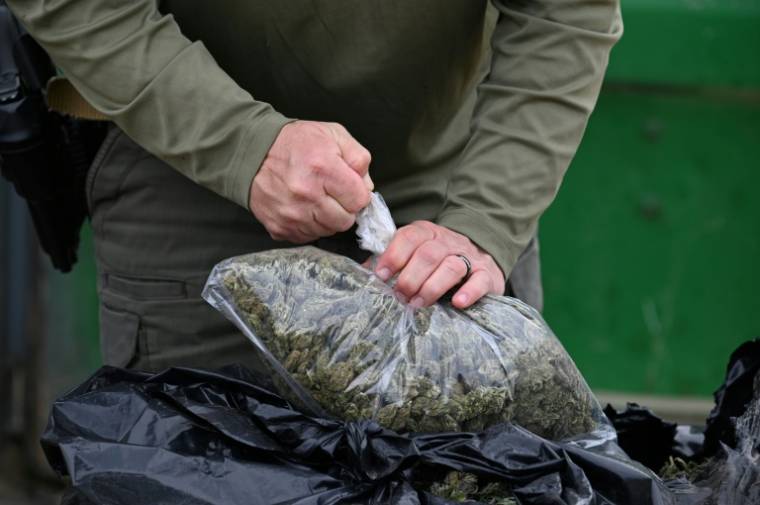 Un agent du shérif de San Bernardino confisque des fleurs de cannabis séchées, dans une ferme illégale de Newberry Springs, en Californie, le 29 mars 2024 ( AFP / Robyn Beck )