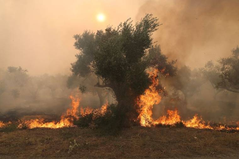 Des flammes brûlent un arbre alors qu'un feu de forêt fait rage à Alexandroupolis, dans la région d'Evros, en Grèce