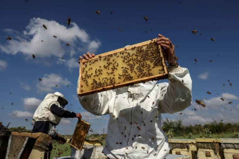 L'apicultrice palestinienne Miassar Khoudair (d) inspecte ses ruches, à l'est du camp de réfugiés de Jabalia, dans la bande de Gaza, le 30 avril 2023 ( AFP / MOHAMMED ABED )