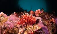 Photo diffusée par l'organisation Rewilding Chile le 6 juin 2024 d'un corail rouge Errina Antarctica observé dans le détroit de Magellan, au Chili, le 28 août 2023 ( Rewilding Chile / Handout )
