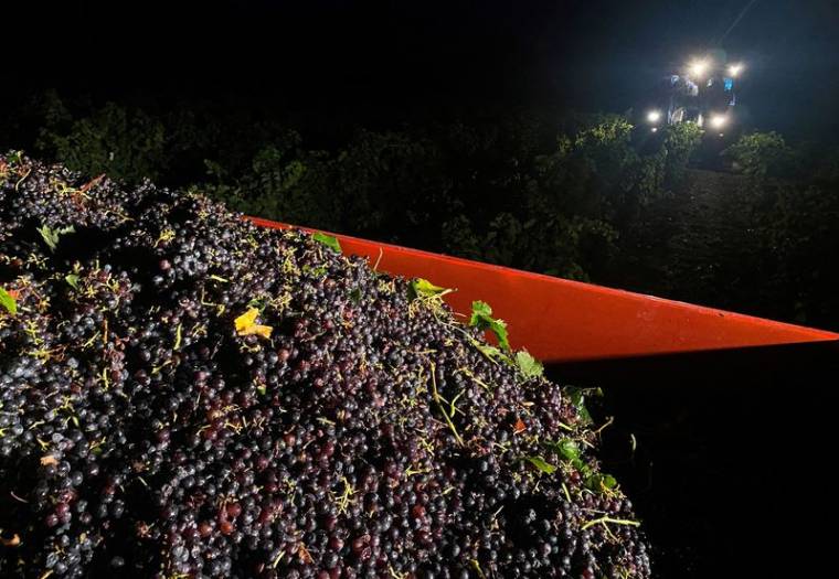 La canicule oblige les viticulteurs français à vendanger de nuit en Ardèche