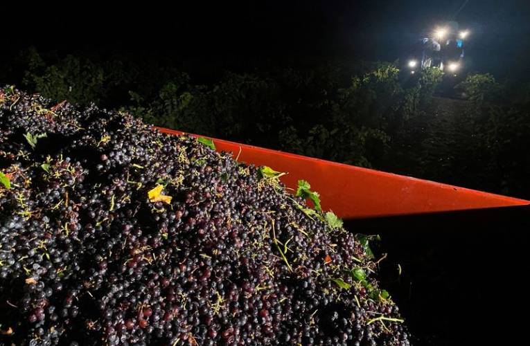 La canicule oblige les viticulteurs français à vendanger de nuit en Ardèche