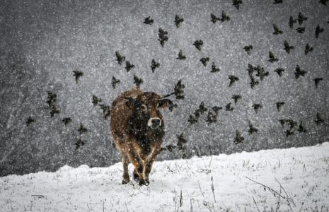 Une vache dans un champs à Sorbiers, France, le 3 mars 2024. Une partie de la France est en vigilance orange pour la neige ou pour le vent le 21 novembre 2024 ( AFP / JEAN-PHILIPPE KSIAZEK )