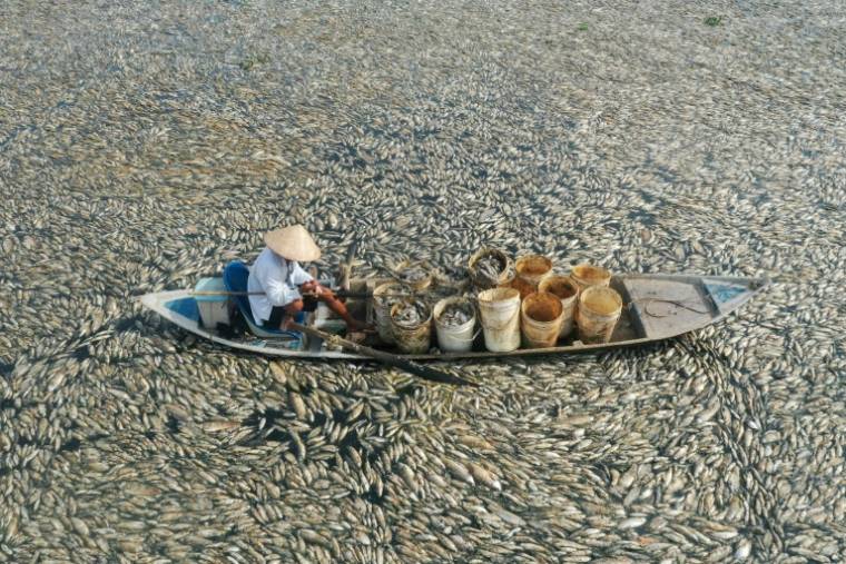 Des poissons morts dans un réservoir de la province de Dong Nai, au sud du Vietnam, le 30 avril 2024 ( AFP / STR )