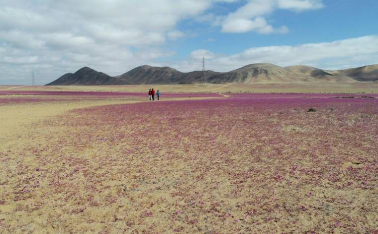 Le désert d'Atacama couvert de fleurs à Copiapo, Chili, le 10 juillet 2024 ( AFP / Patricio LOPEZ CASTILLO )