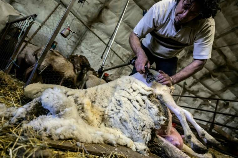 Un tondeur de moutons dans une bergerie de Poliénas (Isère), le 12 avril 2024 ( AFP / JEAN-PHILIPPE KSIAZEK )