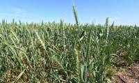 Au Maroc, à la recherche de semences céréalières tolérantes à la sécheresse