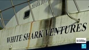Afrique du Sud : le grand requin blanc absent des côtes