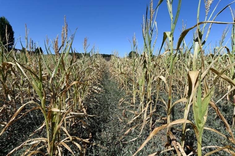 Un champ de maïs souffrant de la chaleur et de la sécheresse.  ( AFP / JEAN-FRANCOIS MONIER )