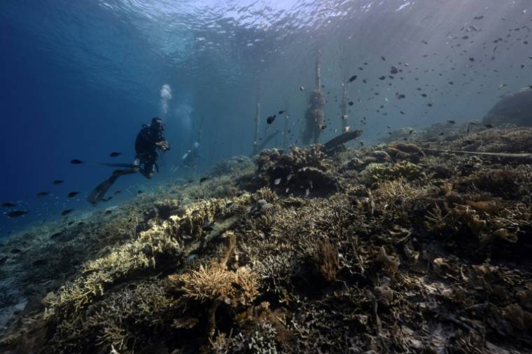 Des coraux présentant des signes de blanchissement dans les eaux de Raja Ampat, en Papouasie occidentale dans l'est de l'Indonésie le 5 novembre 2023 ( AFP / Lillian SUWANRUMPHA )