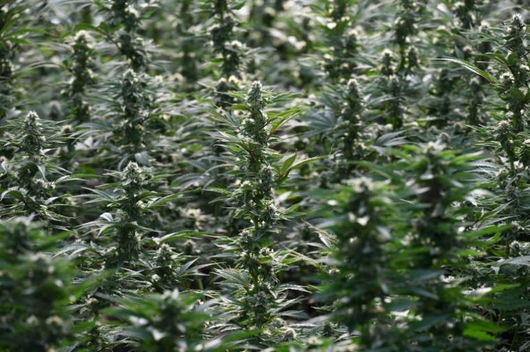Des plants de cannabis cultivés dans une ferme illégale de Newberry Springs, en Californie, le 29 mars 2024  ( AFP / Robyn Beck )