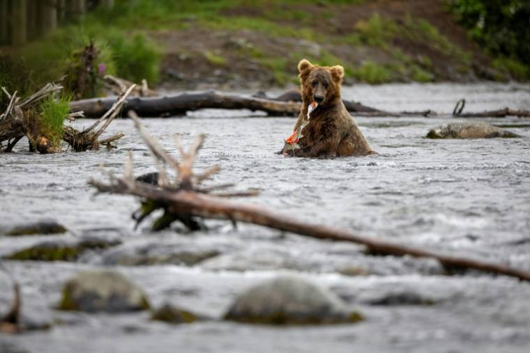 Un ours brun pêche et mange des saumons le 12 août 2023 près de Brooks Falls dans le sud de l'Alaska ( GETTY IMAGES NORTH AMERICA / JOHN MOORE )