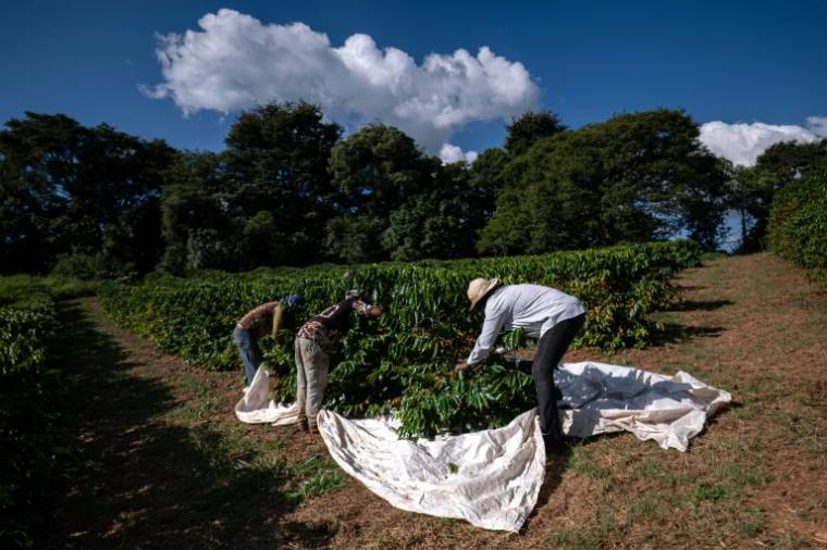 Neide Peixoto récolte des grains de café à la ferme Santo Antonio à Santo Antonio do Amparo, Minas Gerais, Brésil, le 15 mai 2024 ( AFP / Douglas Magno )