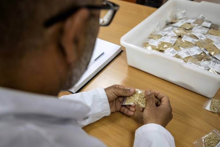 Un chercheur du Centre international de recherche agricole dans les zones arides (Icarda) tient un sac de semences dans la région de Marchouch, dans le nord-ouest du Maroc, le 18 avril 2024 ( AFP / FADEL SENNA )