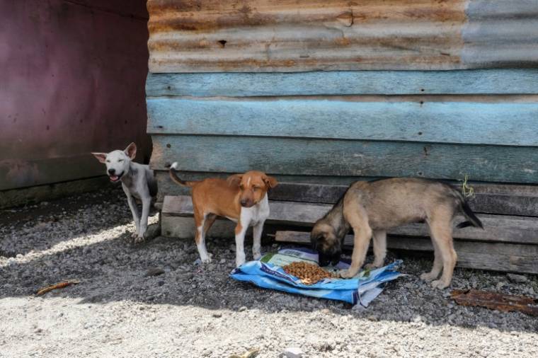 Des chiens nourris par des bénévoles après l'éruption du Mont Ruang, le 4 mai 2024 à Sitaro, en Indonésie ( AFP / Ronny Adolof BUOL )