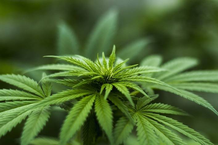 Malmené sur des questions de santé publique, Marlboro décide d'investir dans… le cannabis