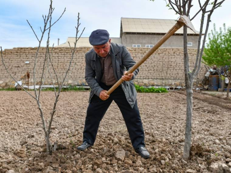 Djamoliddine Makhmaliev, déplacé climatique, plante des arbres dans le jardin de sa nouvelle maison du district de Khourosson, le 26 mars 2024 au Tadjikistan  ( AFP / - )
