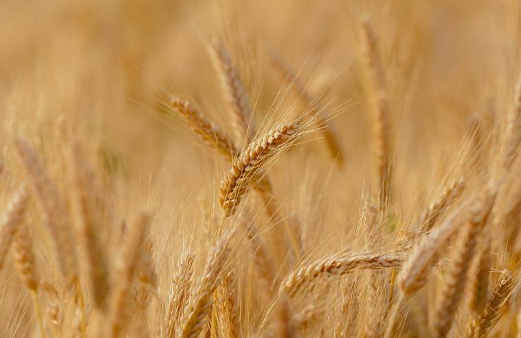 L'Ukraine est un exportateur important de blé et d'huiles végétales, à destination de pays africains et du Moyen-Orient. (crédit photo : Candiix)