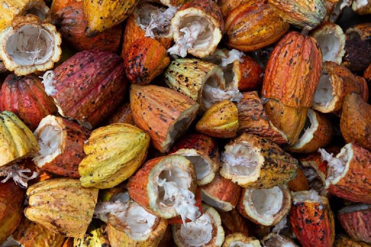 Cacao: «il n’est plus possible de consommer avec des œillères» (Crédits photo : Unsplash - Rodrigo Flores )