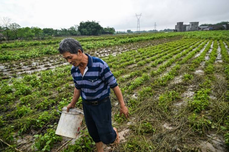 Un agriculteur inspecte un champ de mûriers blancs, servant à l'élevage des vers à soie, endommagés par les inondations dans le village de Sancun, à Yingde, dans la province chinoise du Guangdong, le 25 avril 2024 ( AFP / Hector RETAMAL )