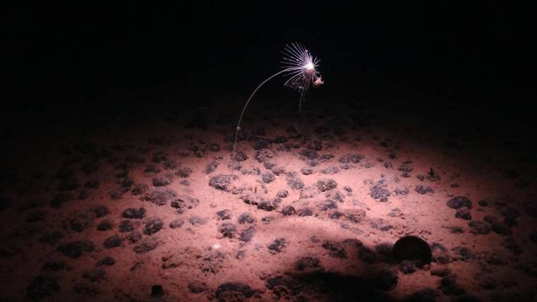 Une espèce rare d'éponge carnivore, au fond de l'Océan Pacifique, près de l'atoll de Clipperton (illustration) (  National Oceanography Centre /  / HANDOUT )