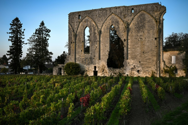 Vignes à Saint-Emilion (France) le 30 octobre 2024 (AFP / Philippe LOPEZ)