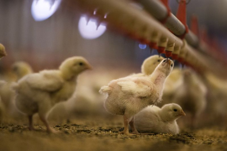 Des poussins dans une ferme d'élevage