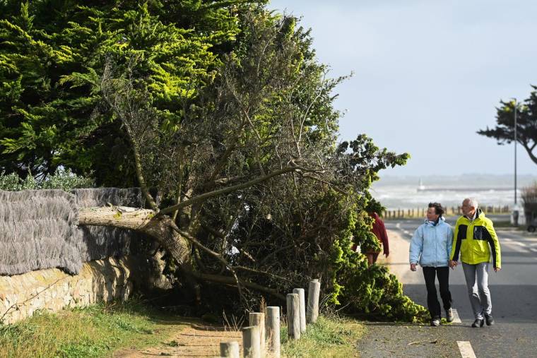 Des arbres couchés au Croisic, après le passage de la tempête Ciaran (illustration) ( AFP / Sebastien SALOM-GOMIS )