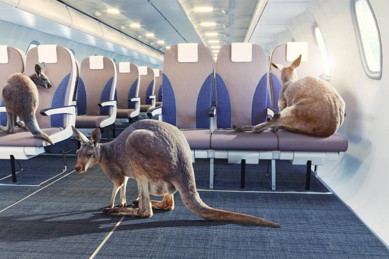 La compagnie Qantas va s'équiper d'une nouvelle version d'Airbus pour proposer des vols sans escale. Crédit photo : Adobe Stock