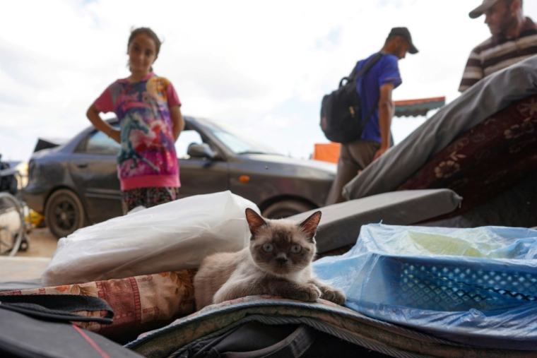 Un chat est posé sur des effets personnels pendant que des Palestiniens préparent leurs affaires pour fuir un quartier de Khan Younès, dans le sud de la bande de Gaza, après un ordre d'évacuation de l'armée israélienne, le 11 août 2024 ( AFP / Bashar TALEB )