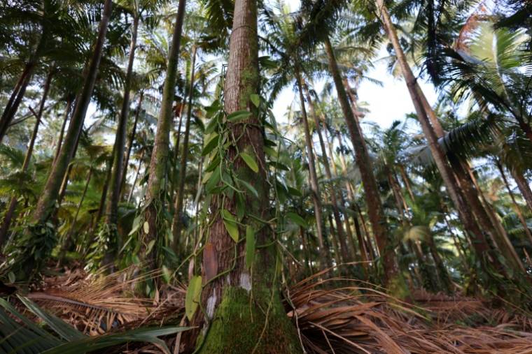 Des plants de vanille sur le tronc d'un arbre à Saint-Philippe, sur l'île de la Réunion, le 26 avril 2024 ( AFP / Richard BOUHET )