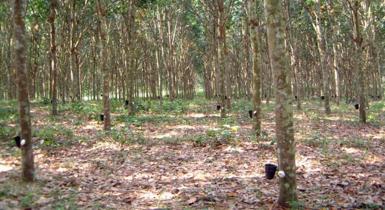 Une plantation d'hévéas. (© SIPH)