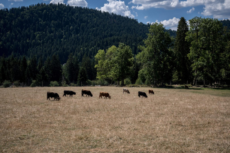 Sécheresse aux Brenets, le long de la frontière entre la France et la Suisse, le 4 août 2022. ( AFP / FABRICE COFFRINI )