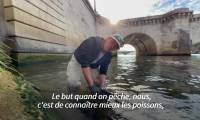 La Seine à Paris compte une quarantaine d'espèces de poissons, selon les pêcheurs