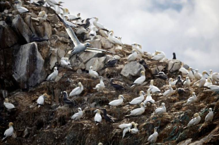 Une colonie d'oiseaux de Fou de Bassan sur l'île de Rouzic au large de Perros-Guirec en Bretagne, France